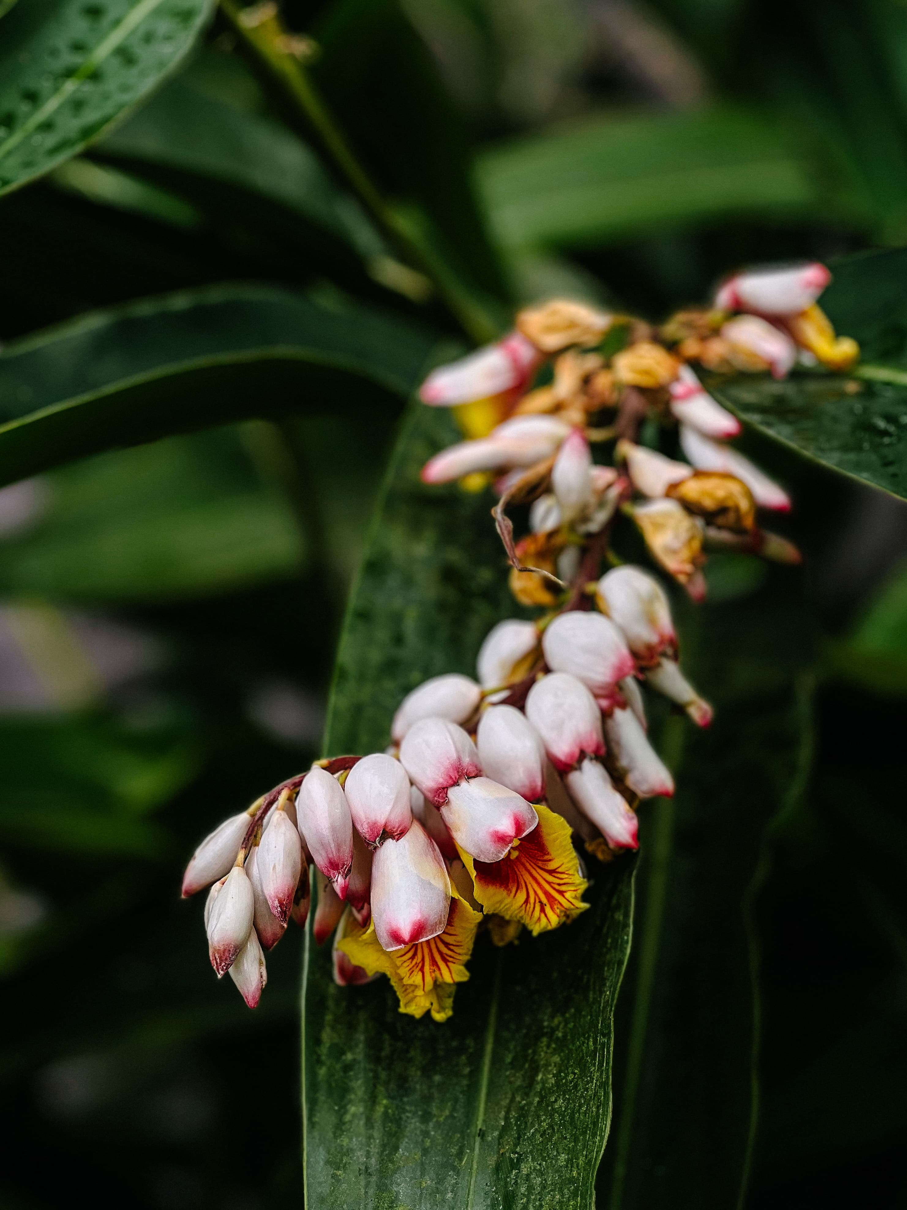 Macro de uma planta tropical com belas flores, fundo verde desfocado