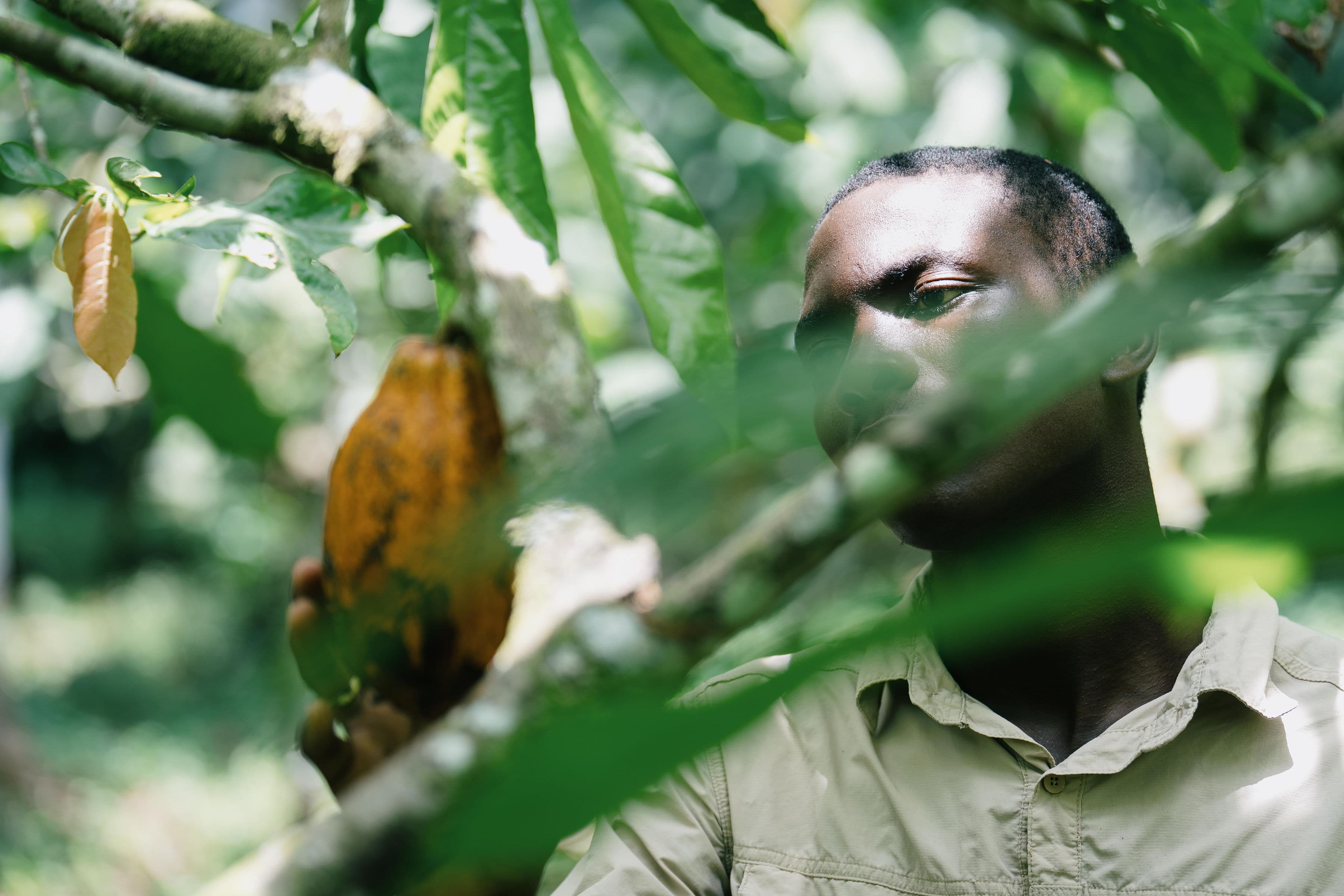 Homem em meio à densa vegetação tropical, observando um fruto de cacau
